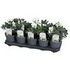 NHG Berry_Bucket Kibiras Plast Team 60790808, 10 l, raudona