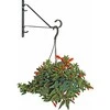 Besk Gėlių vazono laikiklis sienai Metalo 25.4cm