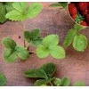 DU PONT Geotekstilė Plantex Berrymax, ruda sp., 5 m x 1 m, 125 g/m²