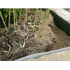 DU PONT Du_Pont BARJERAS ŠAK PLANTEXROOTBARRIER 0.7X5M