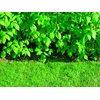 DU PONT Du_Pont BARJERAS ŠAK PLANTEXROOTBARRIER 0.7X5M