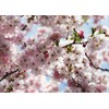 KOMAR Photomurals 8-507