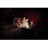 Osram Stalinis šviestuvas Ledvance NIGHTLUX RABBIT 4058075602113