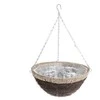 Garden Center Vazoninės gėlės pintos nhbn314 aukštis 35 cm