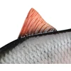 Silikoninis masalas Fox Rage Ultra-Realistic Roach Replicant 10cm/16g