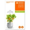 Ledvance 5W LED įsmeigiamas šviestuvas augalų auginimui, baltas, 3400K
