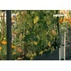 Priedas Upyard RTS Juodas, 1180 mm x 41 mm