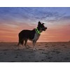 None „Anicoll“ LED Collar šunims ir katėms, žalias