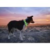 None „Anicoll“ LED Collar šunims ir katėms, žalias