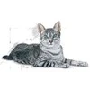 Royal Canin FHN kačių maistas patalpoms (7+) 1,5kg