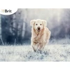 BRIT PREMIUM Dog Adult M 15kg