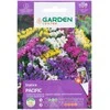 Limonium Garden Center sėklos, 0,1 g