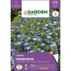 Lobelia HAMBURGIA sėklos Garden Center, 0,1 g
