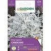 Garden Center Garden_Cente Pilkšvalapių žilių CANDICANS sėklos