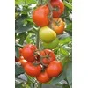 Kurzemes Seklas Pomidorų sėklos 0.5g Marmande