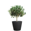 Scheurich Lumarko FLOWERPOT PLASTIC 238/49 STONY Juodas D49