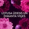 LENOR Audinių minkštiklis "Diamond Figs & Lotus Flower" 2x987 ml (94 skalbimai)