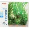 Zolux augalų dekoracija akvariumui Plantkit Jalaya, modelis 1