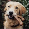 Benebone - Wishbone šoninė - 24 cm - (854111004620)