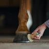 Borstiq Farm BORSTIQ - Kanopų šepetys su krapštuku