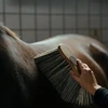 Borstiq Farm BORSTIQ - Polimerinis teptukas