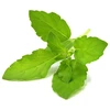 Click Grow „Click and Grow“ – išmaniojo sodo papildymo pakuotė, 3 vnt. – šventasis bazilikas/tulsi (SGR66X3)