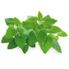 Click Grow „Click and Grow“ – išmaniojo sodo papildymo pakuotė, 3 vnt. – katžolė (SGR29X3)