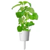 Click Grow „Click and Grow“ – išmaniojo sodo papildymo pakuotė, 3 vnt. – katžolė (SGR29X3)