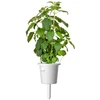 Click Grow „Click and Grow“ – išmaniojo sodo papildymo pakuotė, 3 vnt. – šventasis bazilikas/tulsi (SGR66X3)