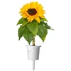 Click Grow „Click and Grow“ – išmaniojo sodo papildymas, 3 vnt. pakuotė – mini saulėgrąžos, 100 % be žiedadulkių ir lengvai auginamos – mini – geltonos