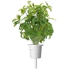 Click Grow „Click and Grow“ – „Smart Garden“ papildymas, 3 vnt. Tailando bazilikų