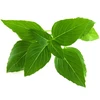 Click Grow „Click and Grow“ – „Smart Garden“ papildymas, 3 vnt. Tailando bazilikų