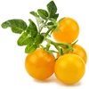 Click Grow „Click and Grow“ – „Smart Garden“ papildymas, 3 geltonų pomidorų pakuotė