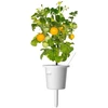Click Grow „Click and Grow“ – „Smart Garden“ papildymas, 3 geltonų pomidorų pakuotė