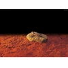 Exoterra Exo Terra - Šildomas akmuo S 15.5X10Cm 5W - (225.2000)