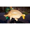 „Fishing Sim World: Pro Tour“ kolekcionieriaus leidimas – asmeniniams kompiuteriams