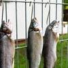 Haczyki Kabliukai mėsai ir šaltiems mėsos gaminiams rūkyti, 10 vnt., plieniniai, 15 cm