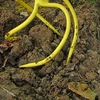 Kultywator Rankinis kultivatorius Dirvožemio purentuvas Garden Weeder Sodo aeratorius