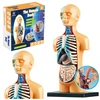 Lean Toys Anatominis žmogaus kūno modelis