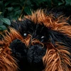Mikamax - milžiniškas tarantulas