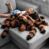 Mikamax - milžiniškas tarantulas