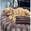 Nordic paws - Šuns guolis Ripple Comfort - Espresso - S
