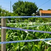Odstraszacz Paukščių baidymo juosta, atbaidanti paukščius, varnėnus, balandžius, kranklius, 50 m
