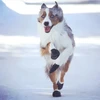 PawZ - guminiai šunų batai - XL - juodi - 12 vnt.
