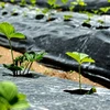 Realne Ceny Krzysztof Alchimionek Folia Ogrodowa Perforowana do Okrywania Ochrony Roślin su Otworami 0,95x10m