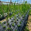 Realne Ceny Krzysztof Alchimionek Folia Ogrodowa Perforowana do Okrywania Ochrony Roślin su Otworami 0,95x10m
