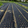 Realne Ceny Krzysztof Alchimionek Folia Ogrodowa Perforowana do Okrywania Ochrony Roślin su Otworami 0,95x10m