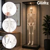 Human Skeleton - 170cm Glimz