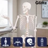 Human Skeleton - 170cm Glimz