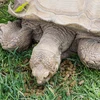 „Zoo Med“ – natūralus pievų vėžlių maistas – 425 g